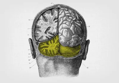 The brain&#39;s cerebellum